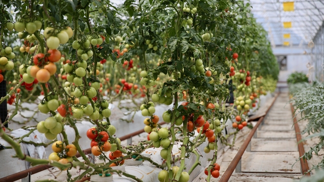 Kocaeli'de volkanik cürufla yetiştirilen ürünlerin sulaması yağmur suyuyla yapılıyor
