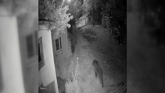 Evin bahçesine giren ayı kamerada