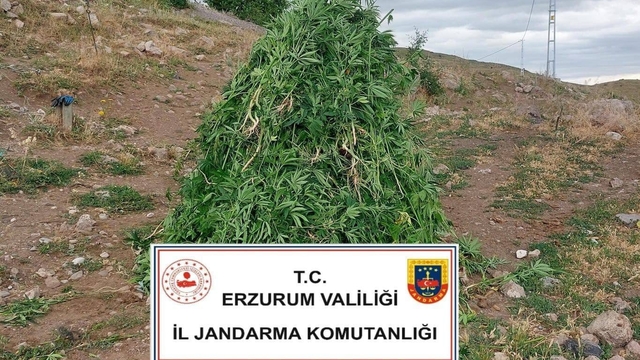 Erzurum'da 720 kök kenevir ele geçirildi, 8 şüpheli hakkında işlem başlatıldı