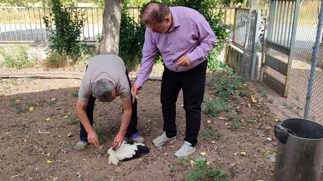Tokat'ta yuvadan düşen leylek tedavi altına alındı