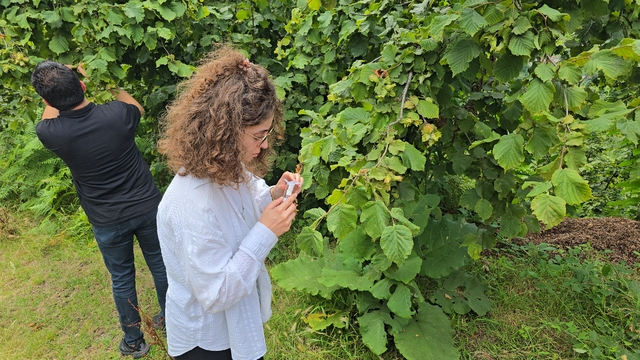 Bulancak'ta 4 bin samuray arısı doğaya salındı