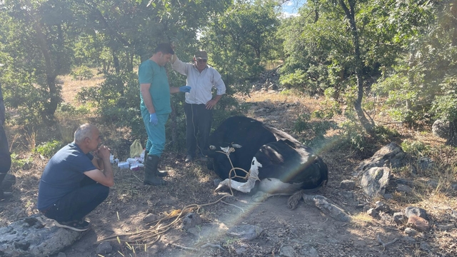 Konya'da kaybolan inek jandarma tarafından dron desteğiyle bulundu