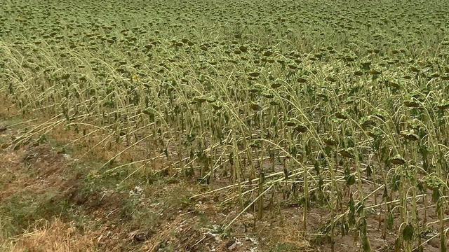 Tekirdağ'da dolu ekili alanlara zarar verdi