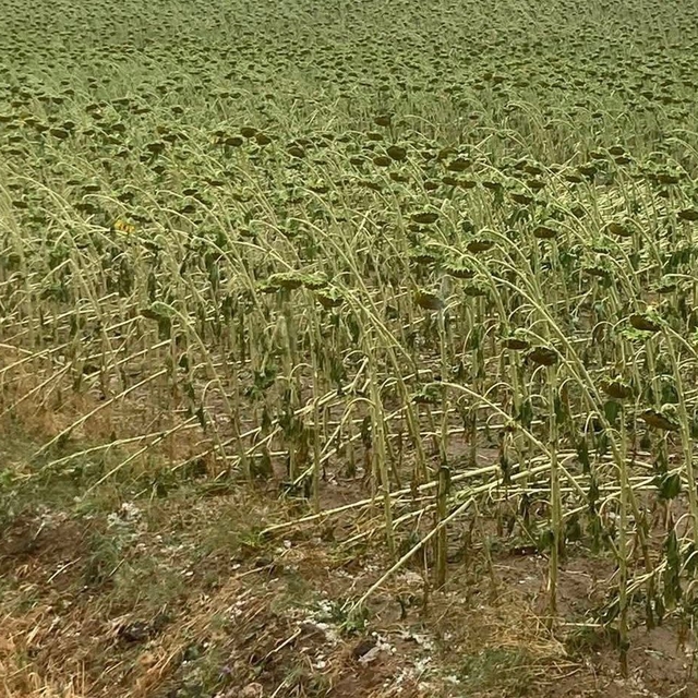 Tekirdağ'da dolu ekili alanlara zarar verdi