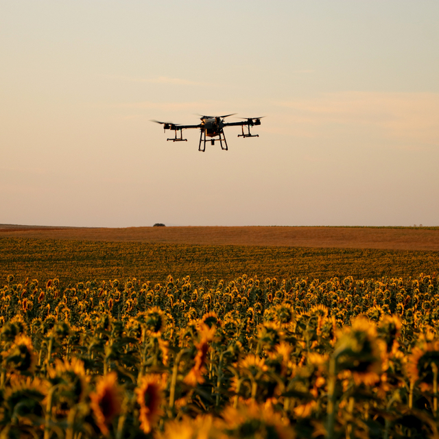 Tekirdağ'da çiftçiler artan çekirge popülasyonuna karşı ilaçlama çalışması...