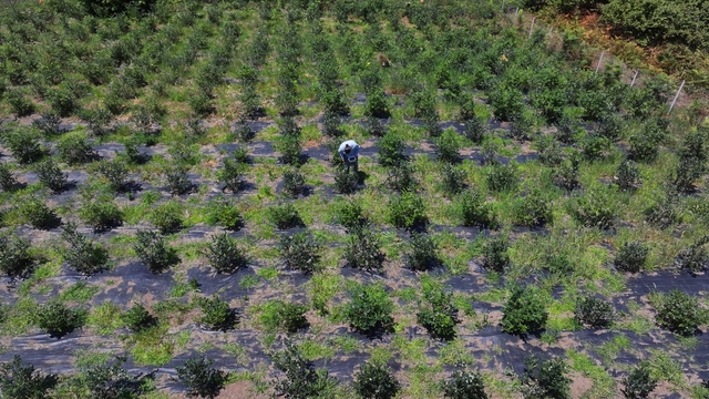 Dededen kalma atıl vaziyetteki arazisini maviyemiş bahçesine dönüştürdü