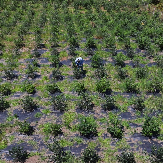 Dededen kalma atıl vaziyetteki arazisini maviyemiş bahçesine dönüştürdü