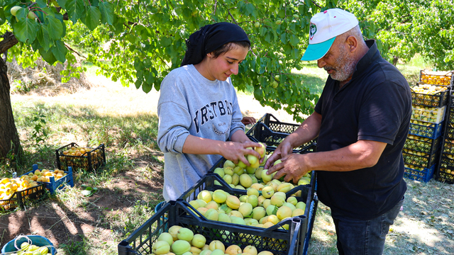 Mevsimlik tarım işçileri Iğdır'da kayısı mesaisinde