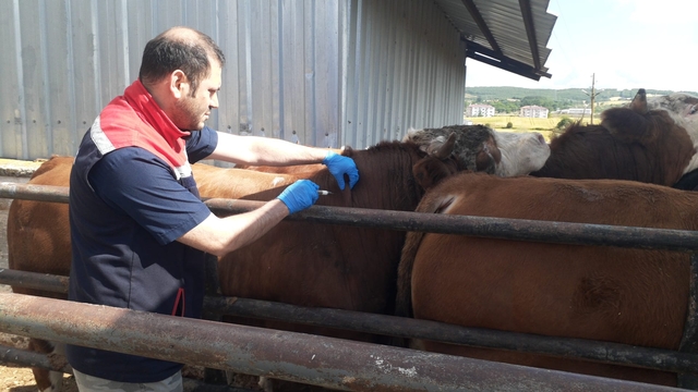 Ladik'te büyükbaş hayvanlara şap aşısı yapıldı