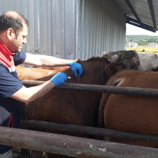 Ladik'te büyükbaş hayvanlara şap aşısı yapıldı