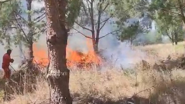 Bursa'da ağaçlık alanda yangın