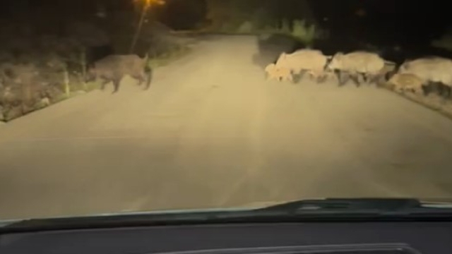 Yola çıkan domuz sürüsü görüntülendi