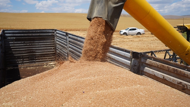 Amasya'da hububat hasadı başladı