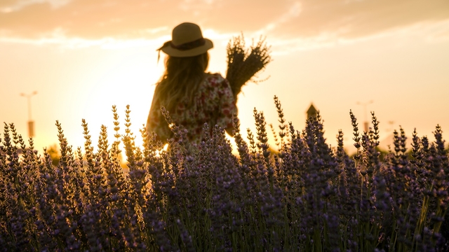 Moloz yığınları ile kaplı alan lavanta bahçesine dönüştü