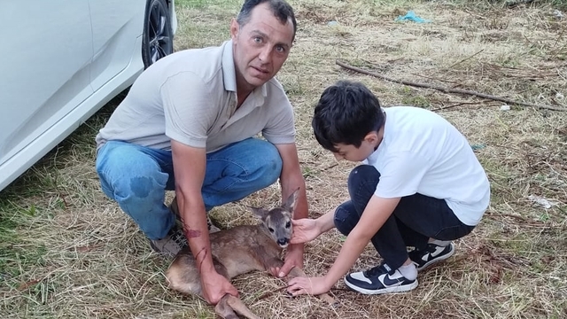 Ordu'da yaralı yavru karaca tedavi altına alındı