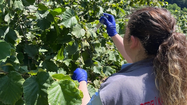 Dereli'de 2 binin üzerinde samuray arısı doğaya salındı