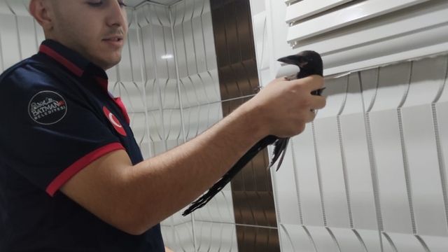 Batman'da binanın havalandırma boşluğunda mahsur kalan karga kurtarıldı