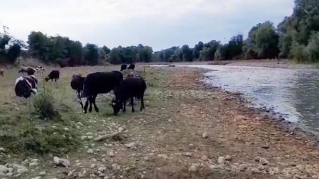 Mudurnu Çayı'nda kirlilik