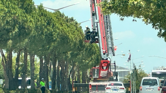 Denizli'de köpekten kaçıp ağaca tırmanan kedi yavrusunu itfaiye kurtardı
