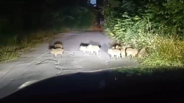 Zonguldak'ta 18 yavru domuz görüldü