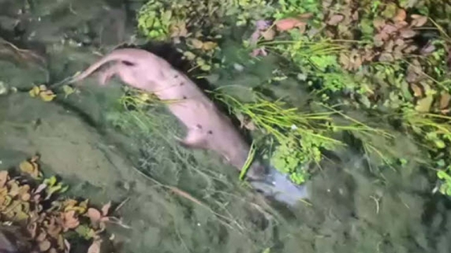 'Kadın Azmağı'nda nesli tükenme tehlikesindeki su samuru görüntülendi