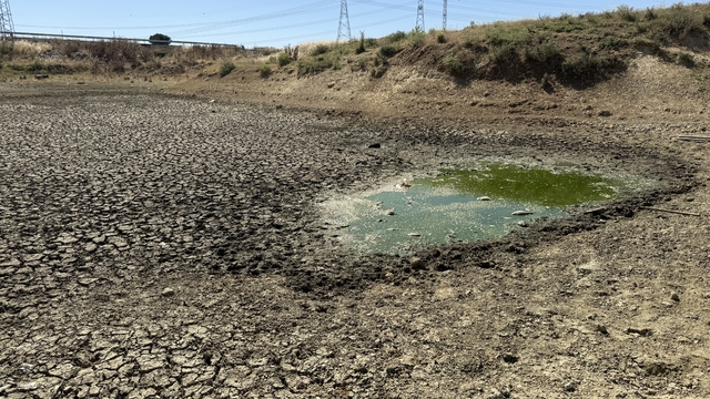 Tekirdağ'da kuruyan Çakıl Göleti'nde balıklar telef oldu