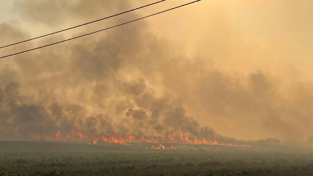 Manisa'da çıkıp, İzmir'e ulaşan yangında 250 hektar alan zarar gördü
