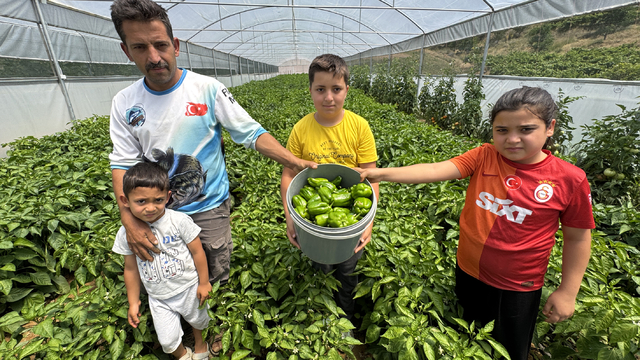 Elazığ'ın tescilli Keban biberi devlet desteğiyle kurulan seralarda yetiştiriliyor
