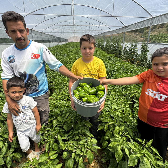 Elazığ'ın tescilli Keban biberi devlet desteğiyle kurulan seralarda yetişti...