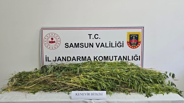 Samsun'da 5 bin 608 kök Hint keneviri ele geçirildi