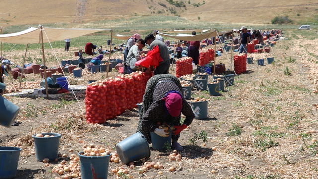 Amasya'da kuru soğan hasadı başladı