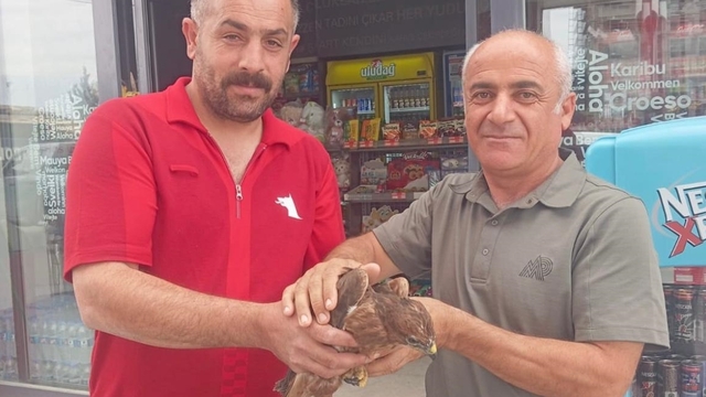 Şırnak'ta yaralı ve bitkin bulunan 2 kızıl şahin tedavi altına alındı