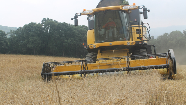 Manyas'ta hububat hasadında sona gelindi