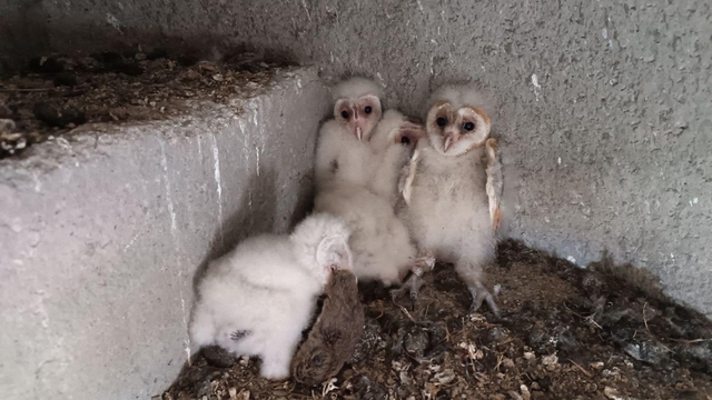 Kahramanmaraş'ta minaredeki yuvasından düşen baykuş yavrusu ekiplerce yuvasına konuldu