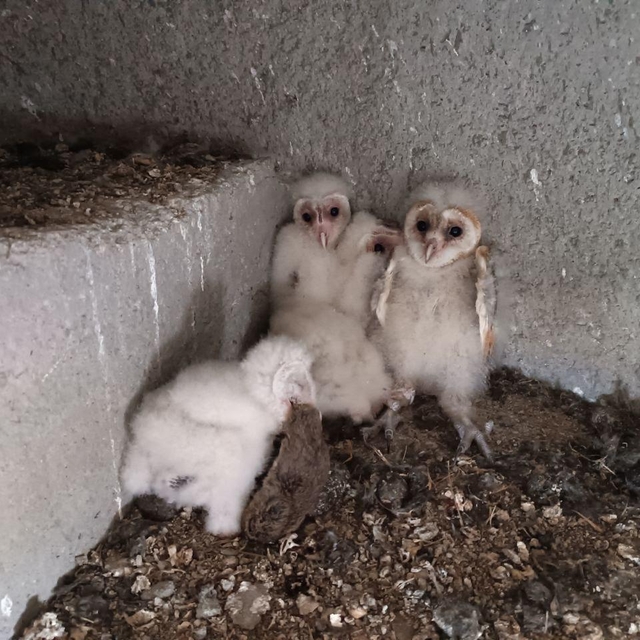 Kahramanmaraş'ta minaredeki yuvasından düşen baykuş yavrusu ekiplerce yuvas...
