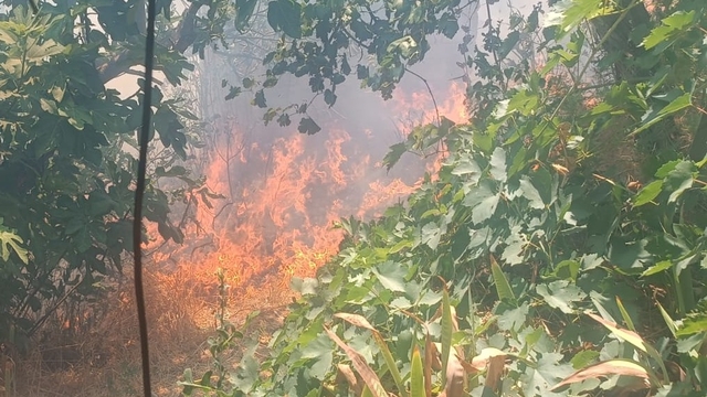 Mersin'de bahçede başlayıp ormanlık alana sıçrayan yangın kontrol altına alındı