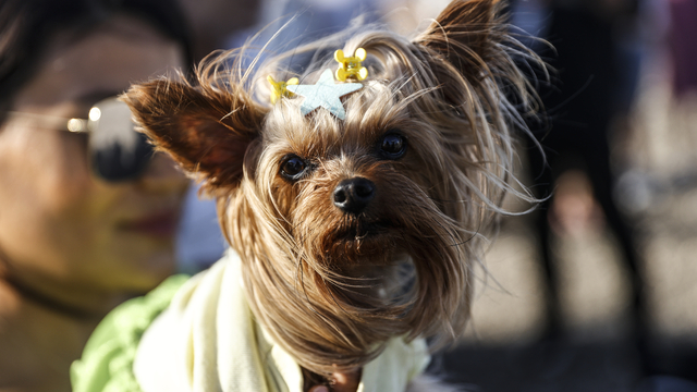 Mersin'de hayvanseverler Patili Dostlar Buluşması'nda bir araya geldi