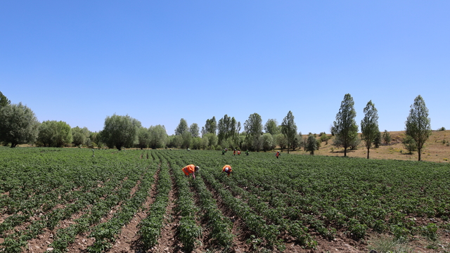 Dodurga'da atıl arazilerde patates yetiştiriliyor