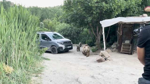 Nemrut'ta ayı ve 2 yavrusu, belgesel ekibinin kurduğu sofrayı dağıttı