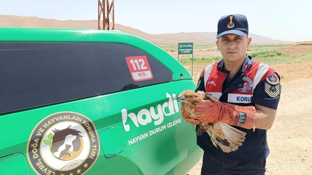 Batman'da jandarmanın yaralı halde bulduğu şahin tedaviye alındı