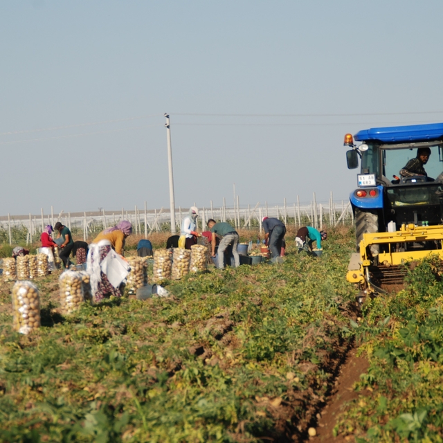 Niğde'de yazlık patates hasadı başladı; kilosu tarlada 10-12 TL