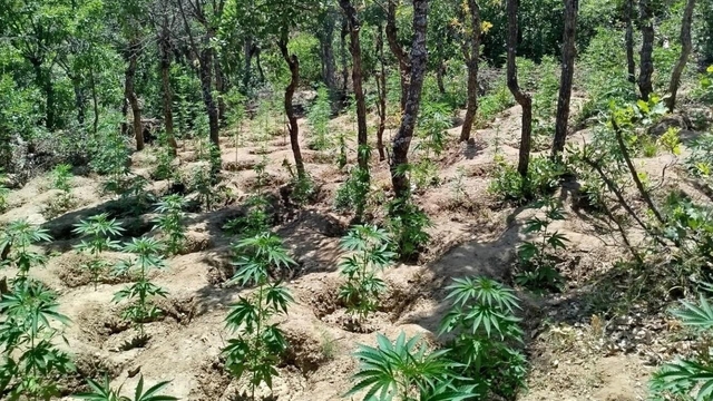 Bingöl'de 5 bin 947 kök Hint keneviri ele geçirildi