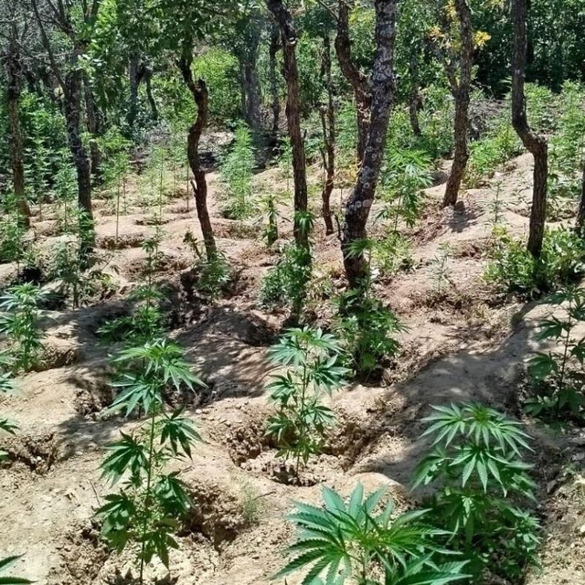 Bingöl'de 5 bin 947 kök Hint keneviri ele geçirildi