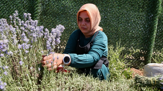 Köyünde kurduğu lavanta bahçesi, öğrencilere ve kadınlara da gelir kapısı oluyor
