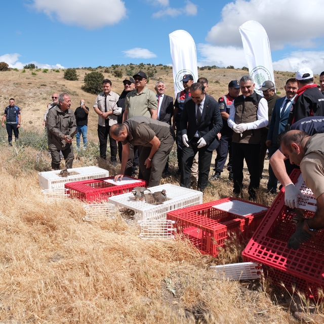 Yozgat'ta 1000 kınalı keklik doğaya bırakıldı