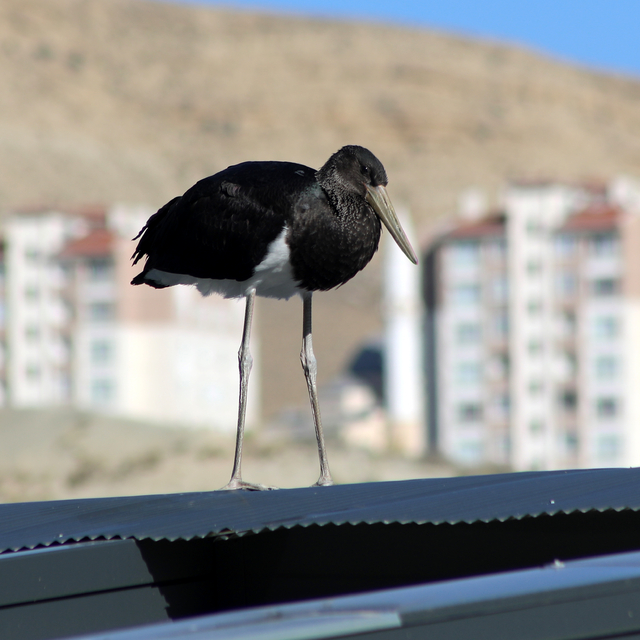 Türkiye'de nadir görülen kara leylek Malatya'da görüntülendi