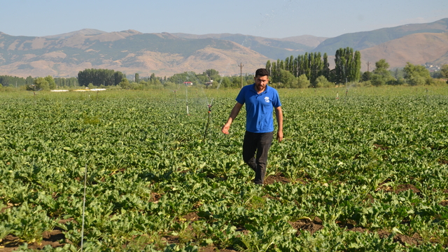 Muş'ta 60 bin dönüm alana şeker pancarı ekimi yapıldı