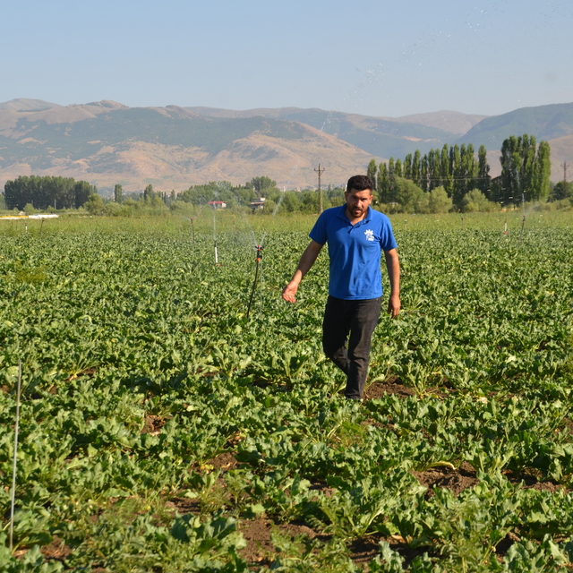 Muş'ta 60 bin dönüm alana şeker pancarı ekimi yapıldı