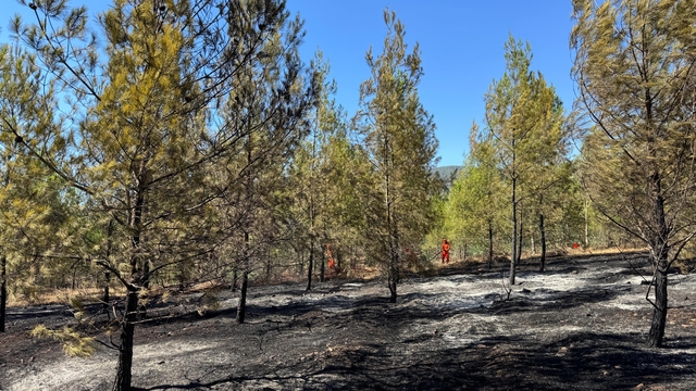 Fethiye'de çıkan orman yangınına müdahale ediliyor