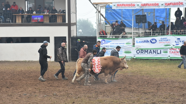 Artvin'de "44. Kafkasör Kültür, Turizm ve Sanat Festivali" boğa güreşleriyle devam etti